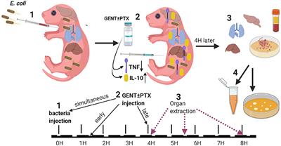 A Neonatal Murine Escherichia coli Sepsis Model Demonstrates That Adjunctive Pentoxifylline Enhances the Ratio of Anti- vs. Pro-inflammatory Cytokines in Blood and Organ Tissues